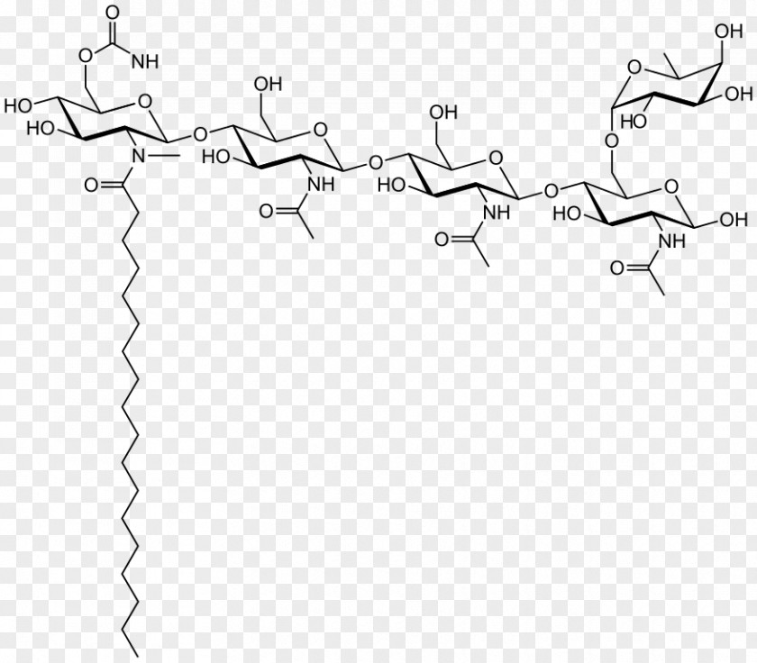 Fuc Rhizobium Paper Root Nodule /m/02csf Lignin PNG