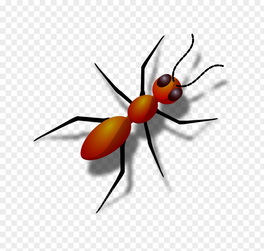 Insect Red Imported Fire Ant Black Carpenter Termite Colony PNG