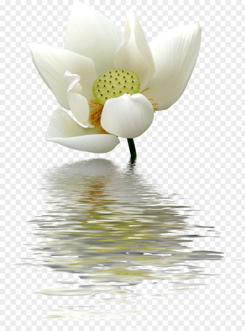 Lotus Pattern Nelumbo Nucifera Water Lily White Flower PNG