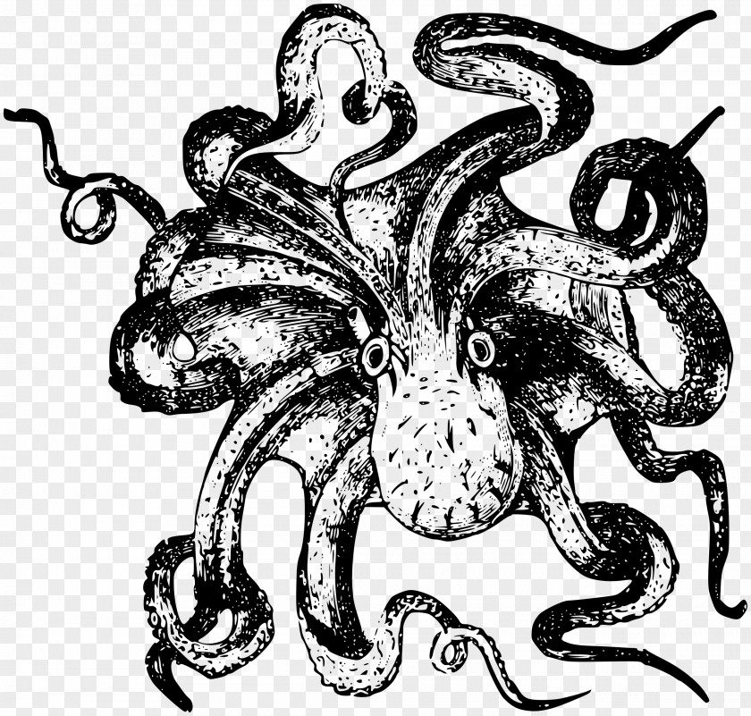 Octapus Octopus Squid Drawing Clip Art PNG