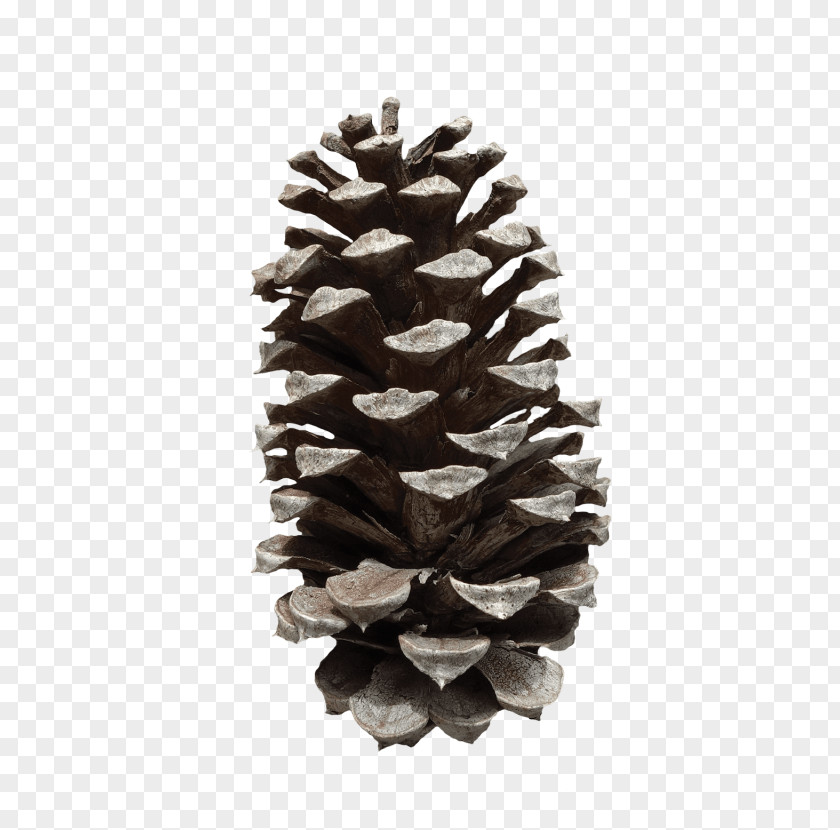 Pine Nut Conifer Cone Fir Image Loblolly PNG