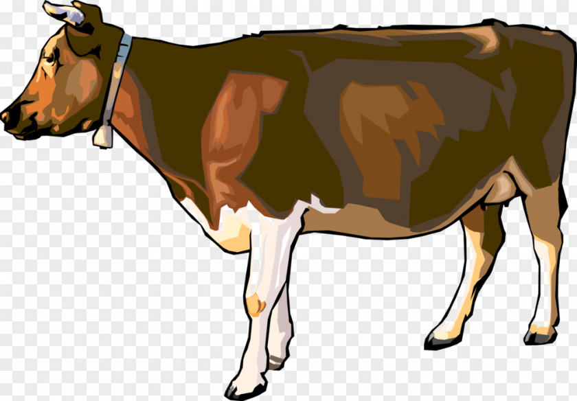 Bovine Brown Swiss Cattle Holstein Friesian Dairy Clip Art Calf PNG
