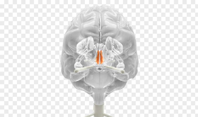 Brain Medicine Neurology PNG