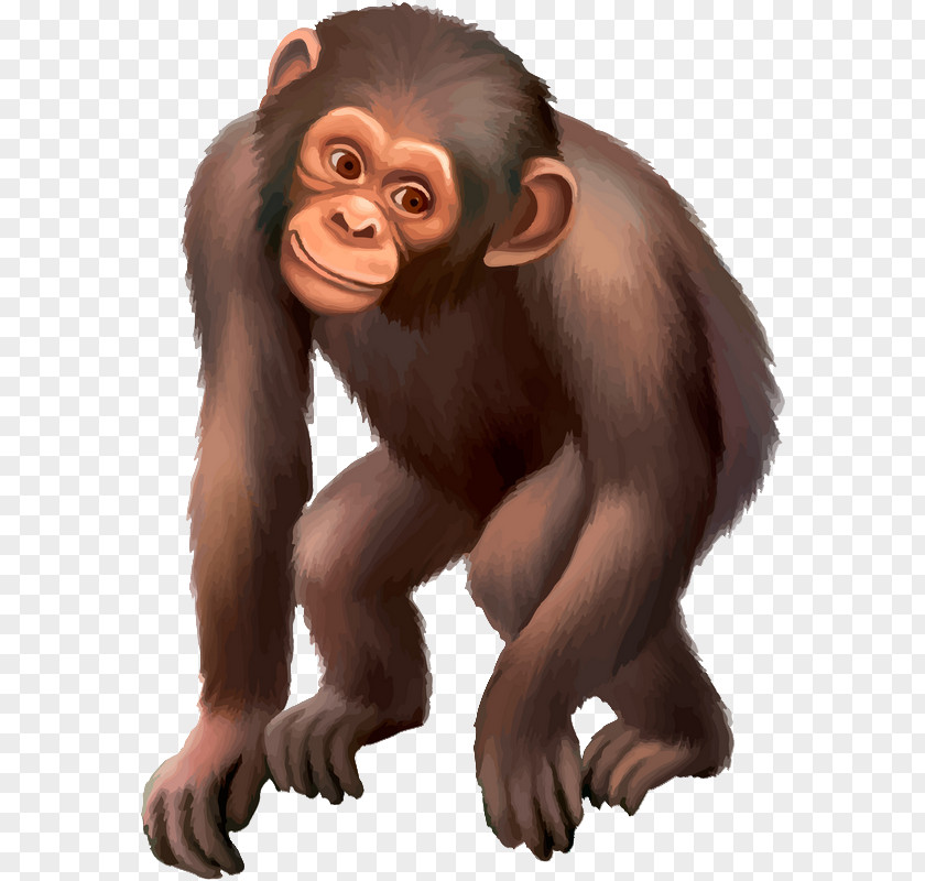 Gorilla Common Chimpanzee Monkey Drawing PNG