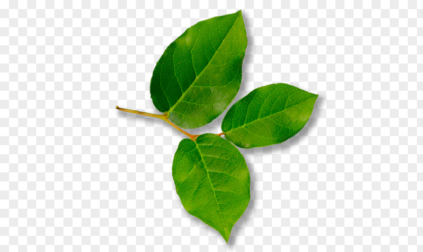 Greenery Leaf Gaultheria Shallon Wilderness Rim Association Plant PNG