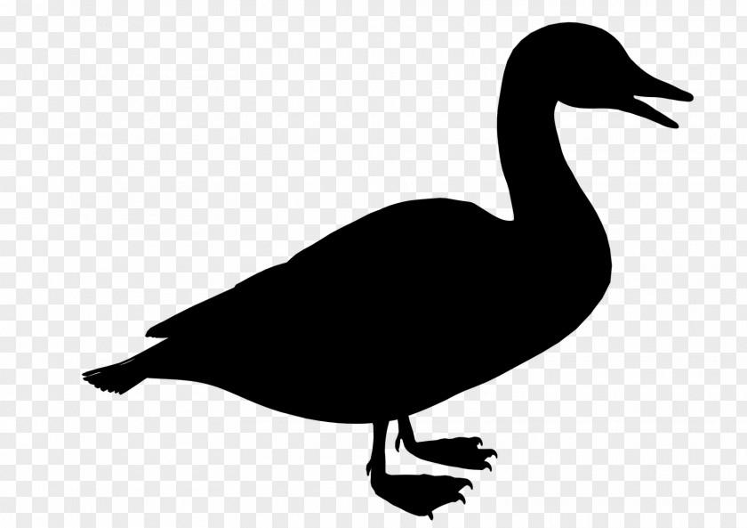 M Clip Art Fauna Silhouette Duck Black & White PNG