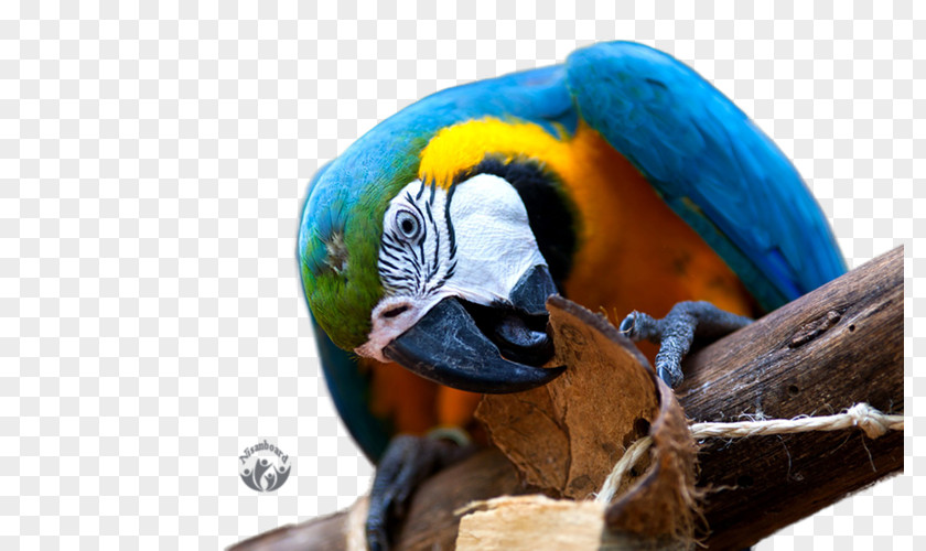 Parrot Desktop Wallpaper Macaw High-definition Television 4K Resolution PNG