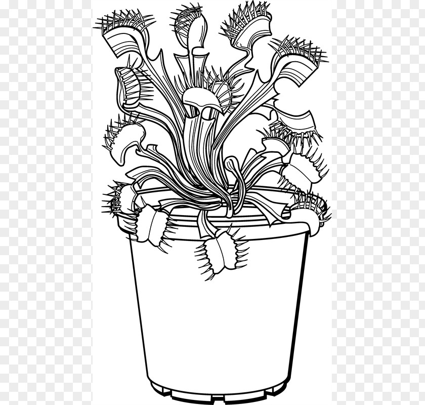 Plant Venus Flytrap Drawing Line Art Trapping PNG