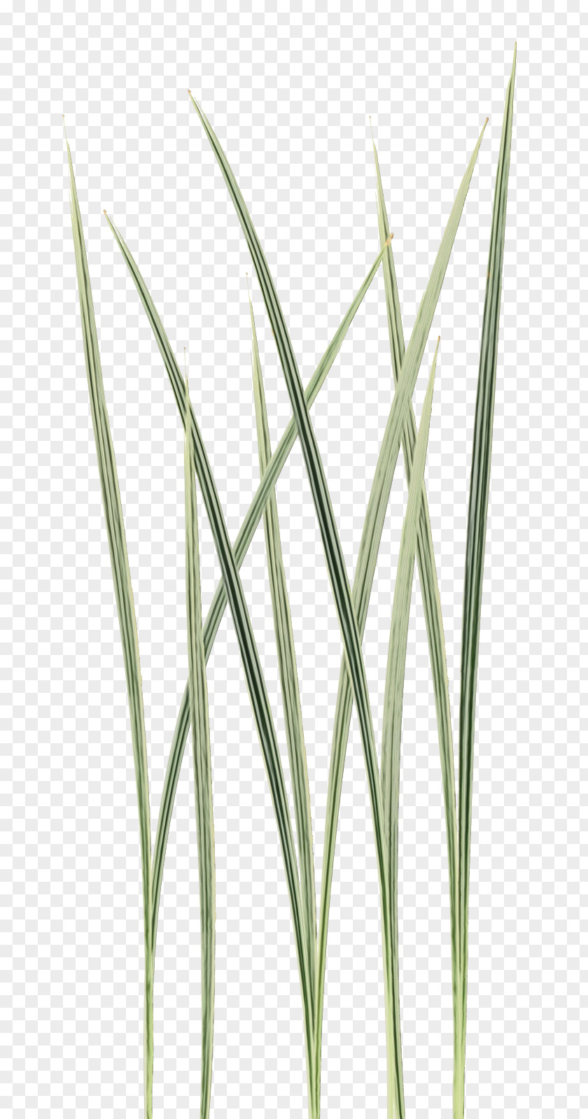 Sedge Family Lemongrass Grass Background PNG
