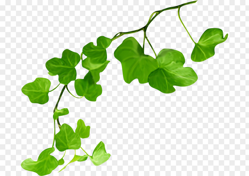 Leaf Green Plant Stem PNG