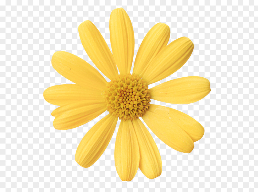 Oxeye Daisy Marguerite Chrysanthemum Plant Petal PNG