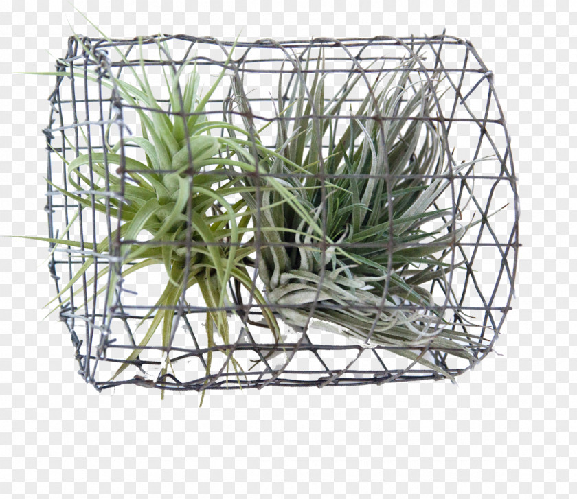 Plant Principle Sustainability Basket Tillandsia PNG