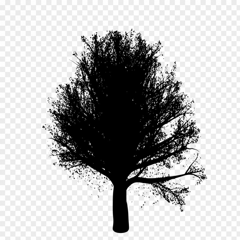 Plant Stem Deciduous Oak Tree Silhouette PNG