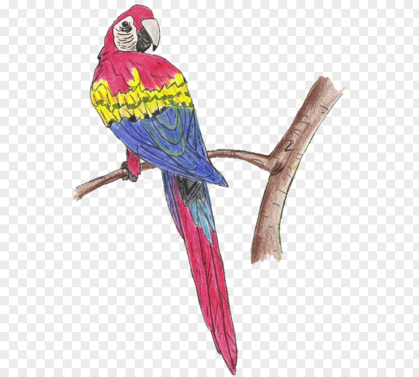 Scarlet Macaw Bird Parakeet Feather Beak PNG