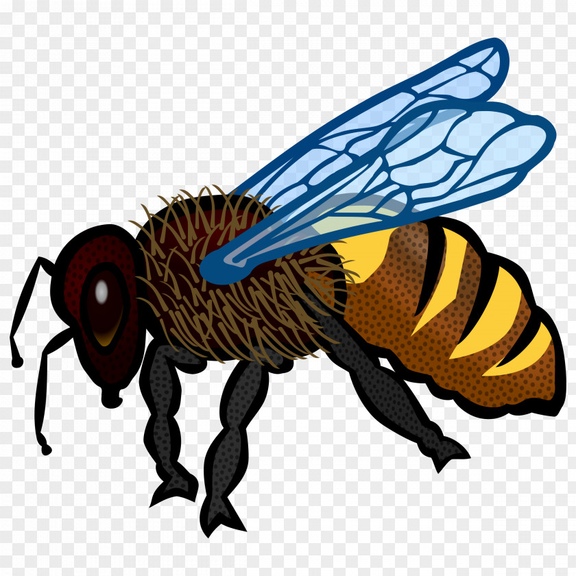 Bees Honey Bee Clip Art PNG