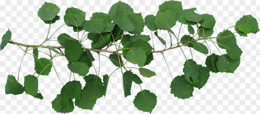 Dynamic Picture TT Leaf Plant Stem PNG