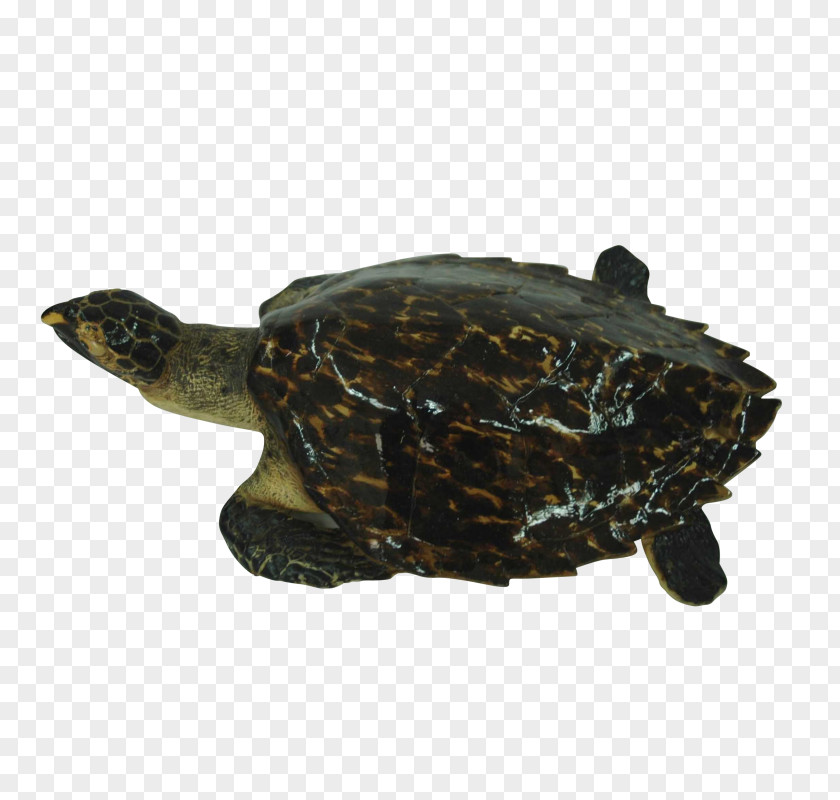 European Decorative Box Turtle Common Snapping Loggerhead Sea Tortoise PNG