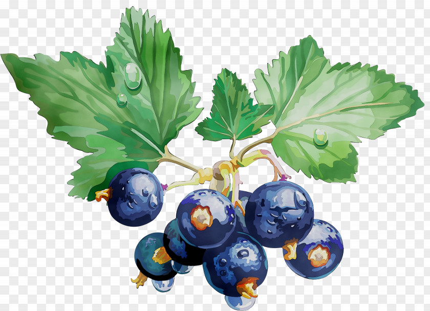 Gooseberry Blueberry Bilberry STXEA NR EUR Superfood PNG