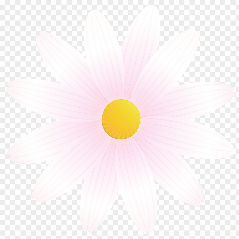 Marguerite Flower Spring PNG