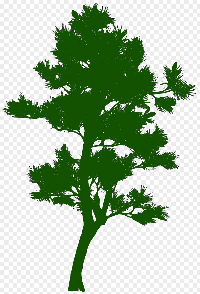 Pine Tree Silhouette PNG