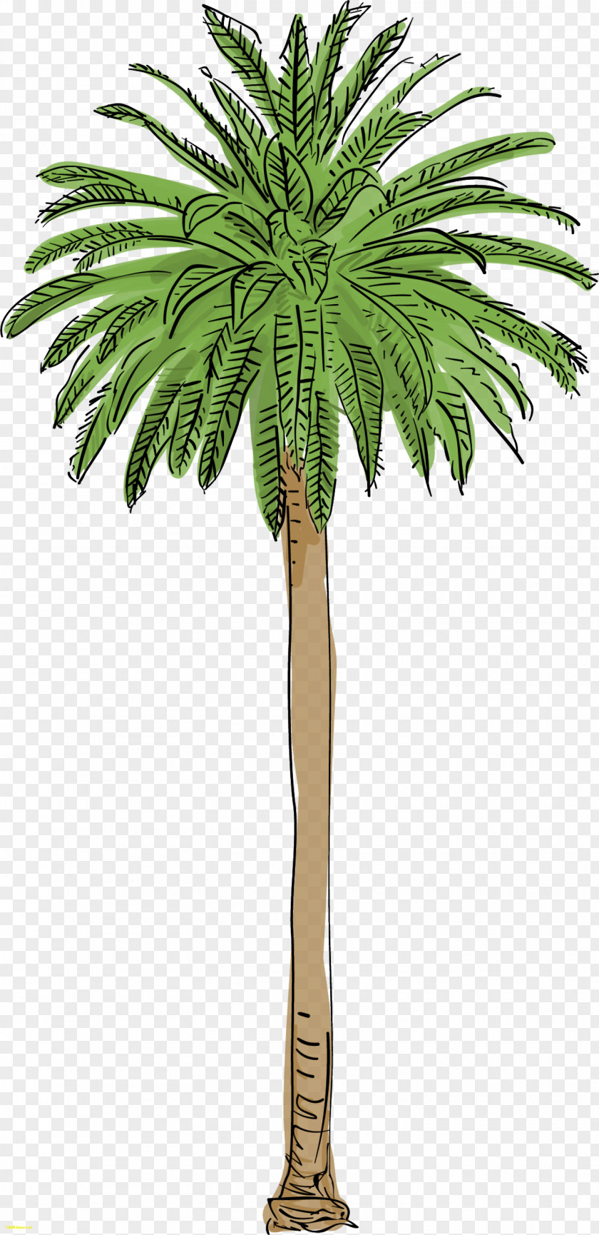 Tree Arecaceae Canary Island Date Palm Mexican Fan PNG