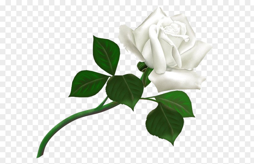 White Rose Image, Flower Picture Clip Art PNG