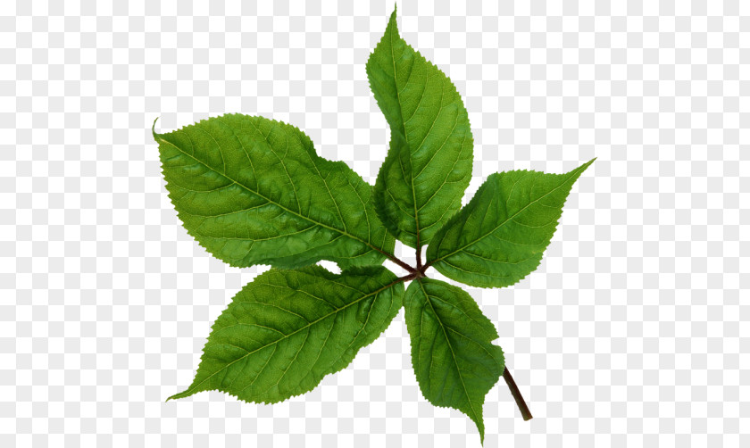 Leaf Plant Stem Photoshop Plugin PNG