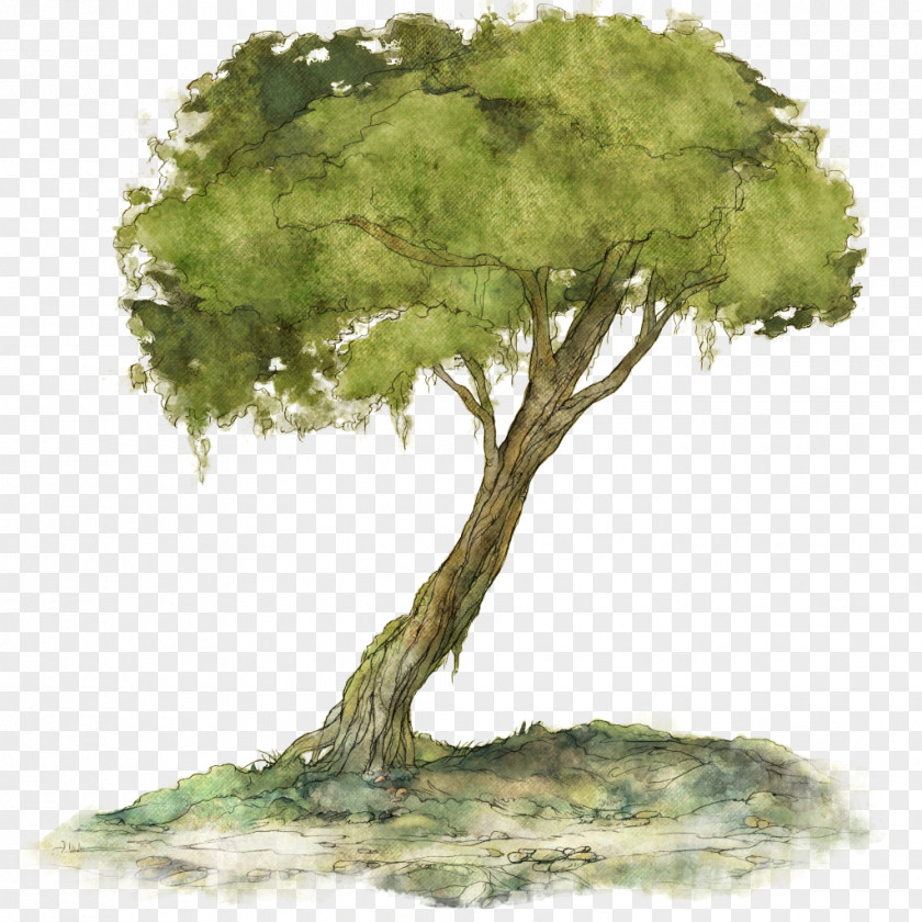 Playground Child Of Light Woody Plant Tree Houseplant PNG