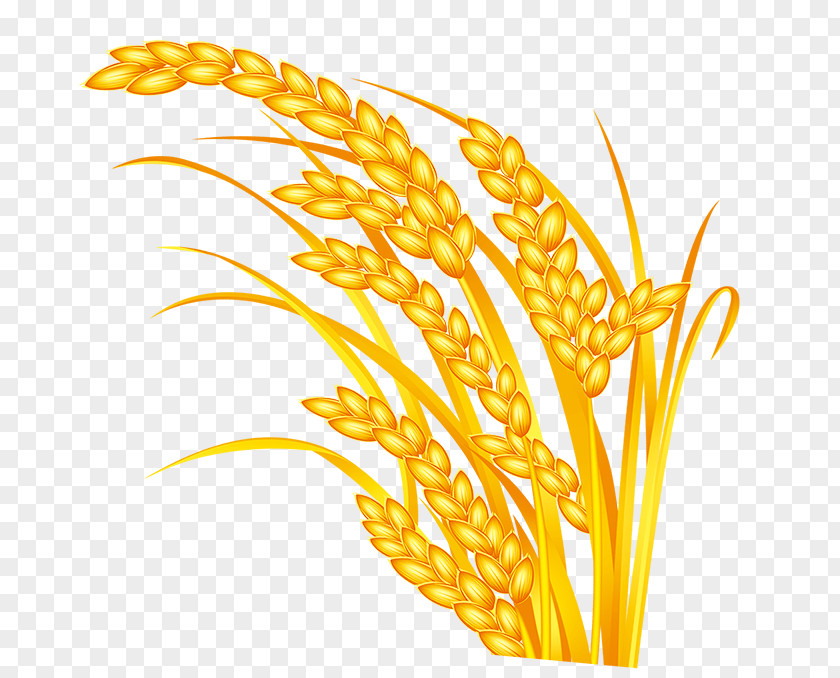 Rice Download Five Grains PNG