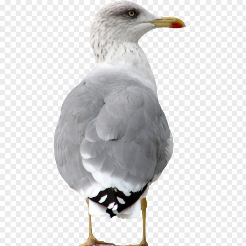 Bird European Herring Gull Great Black-backed Clip Art PNG