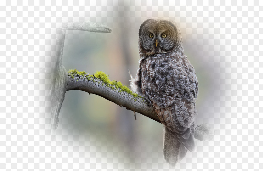 Owl Great Grey Bird Desktop Wallpaper Photography PNG