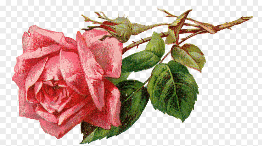 Rose Pink Clip Art Flower Image PNG