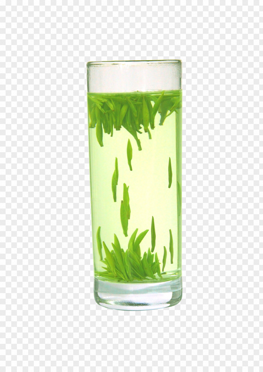 A Cup Of Tea Vector Material Green Oolong Xinyang Maojian PNG