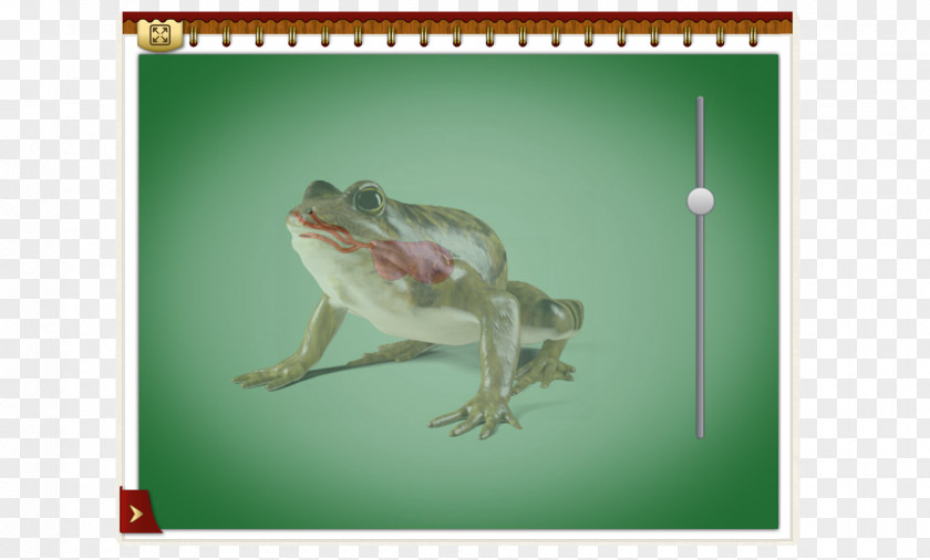 Dubai Lizard Amphibian Reptile Frog Gecko PNG