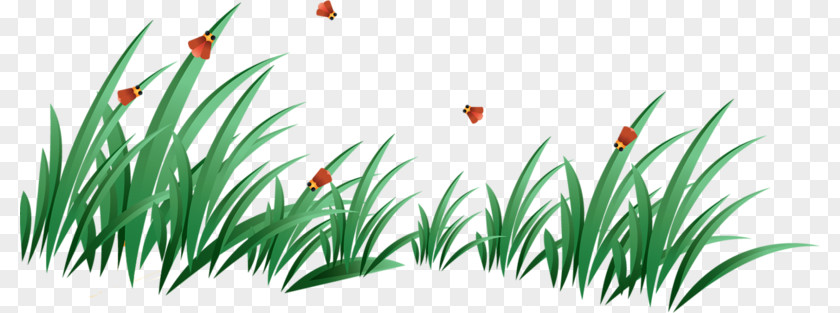 Green Grass Lawn Clip Art PNG