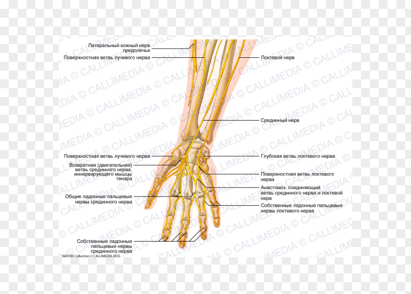 Hand Ulnar Nerve Forearm Human Anatomy PNG