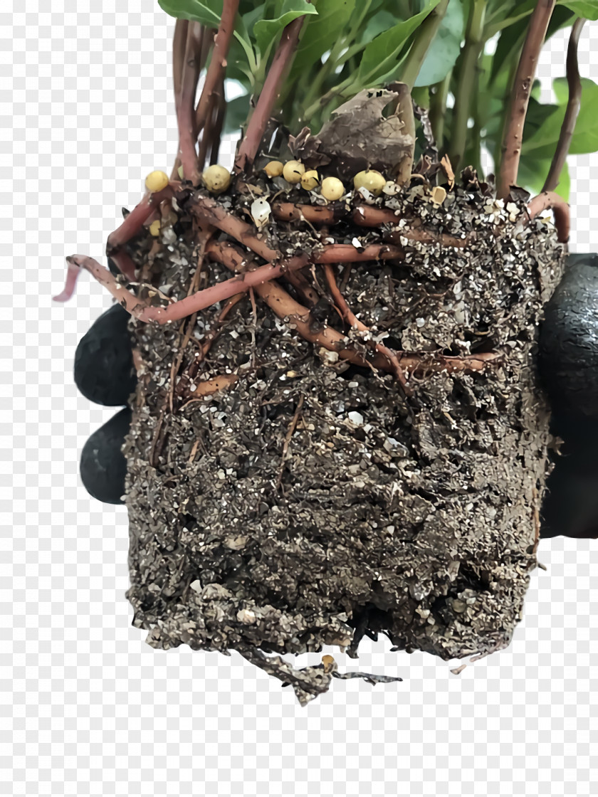 Hay Flowerpot Soil Plants Biology PNG