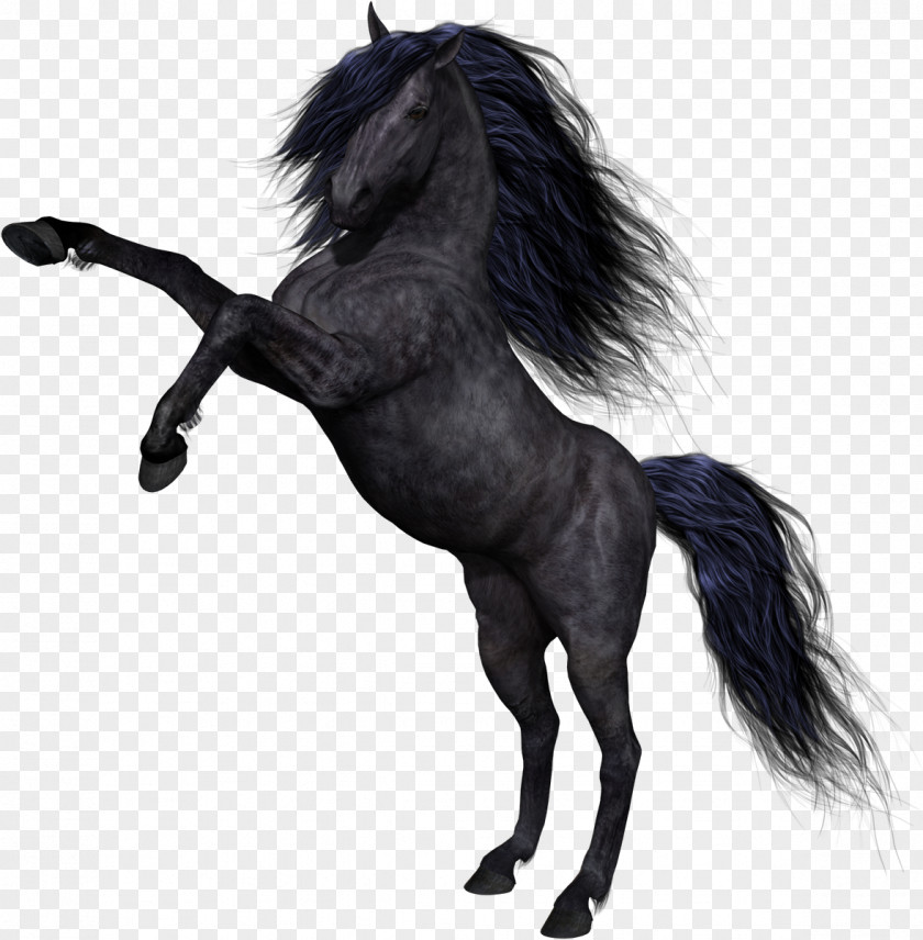 Horse Mustang Kladruber Black PNG