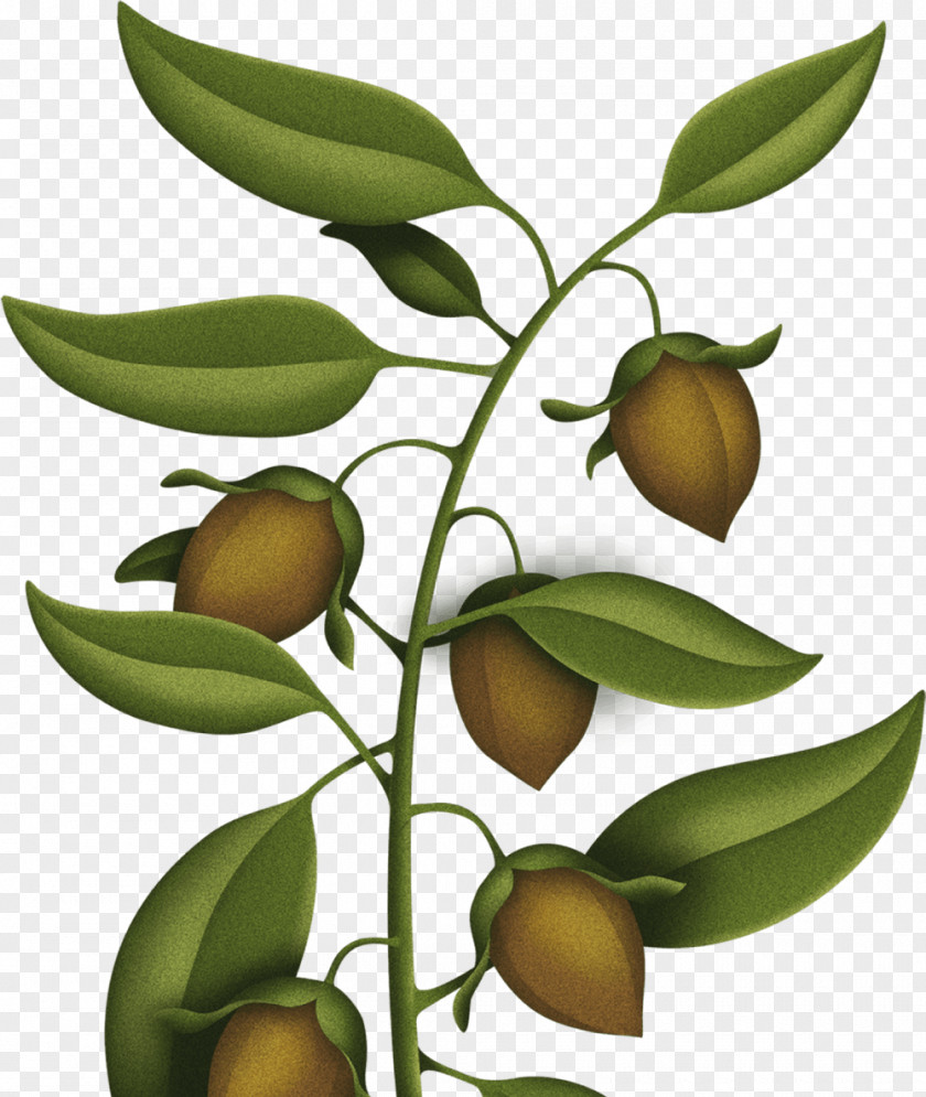 Jojoba Moisturizer Fruit Tree Skin Nut Allergy PNG