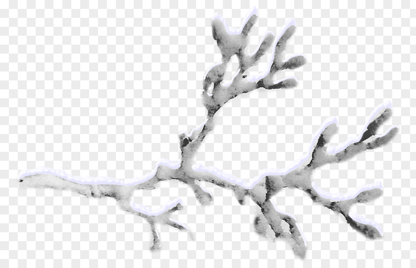 Snow Branch Tree Twig PNG