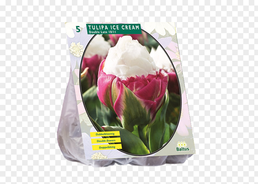 Tulip Ice Cream Bulb Cut Flowers Petal PNG