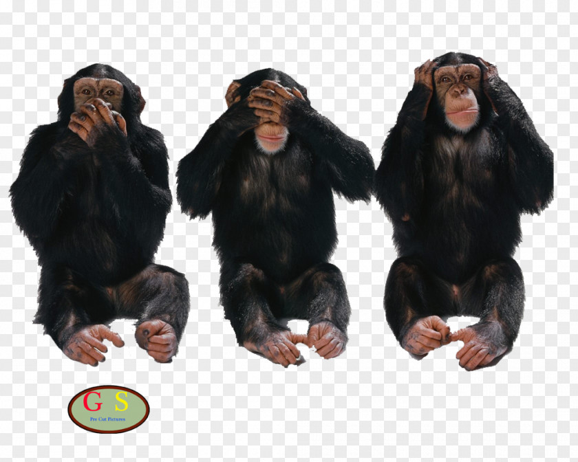 Diverse Three Wise Monkeys United States Truth Lie Idea PNG