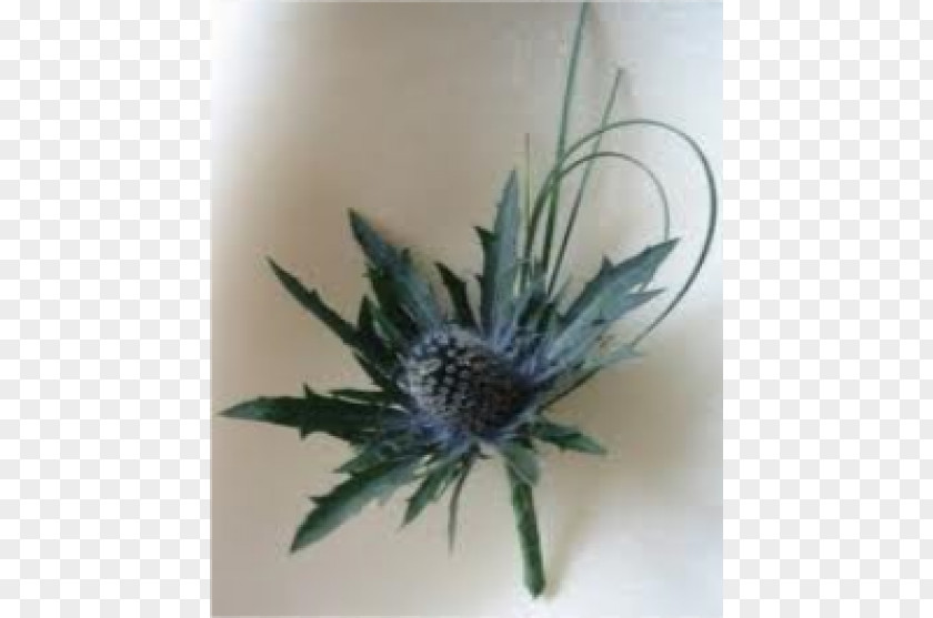 Flower Bouquet Buttonhole Thistle Eryngium Maritimum PNG