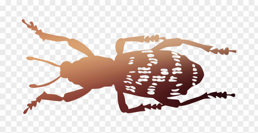 Insect Weevil Pest Membrane PNG