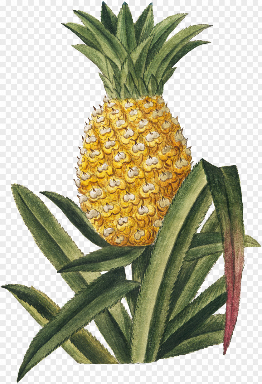 Pineapple Tropical Fruit Hortus Romanus PNG