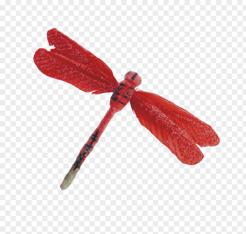 Red Dragonfly Icon PNG