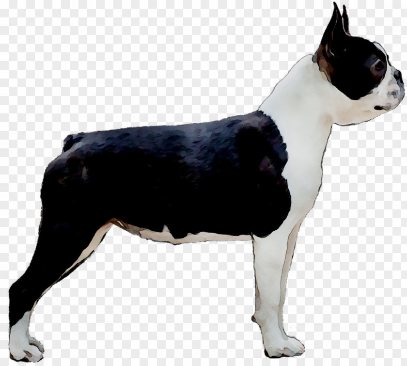 Boston Terrier Toy Bulldog Dog Breed Companion English White PNG
