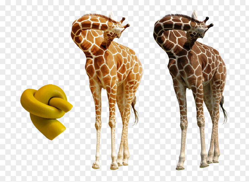 Giraffe Northern Neck Skin Tutorial PNG