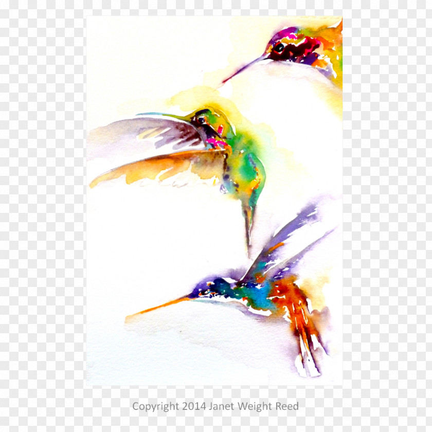 Hummingbird Weight Watercolor Painting Beak PNG
