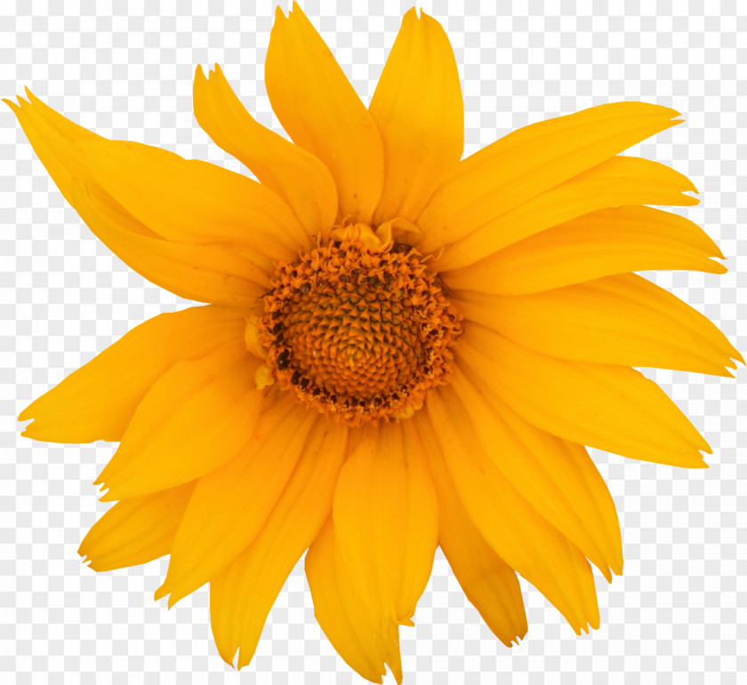Marigold Common Sunflower Royalty-free Drawing Clip Art PNG